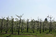 Angießen und Einschlämmen