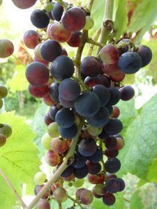 Ein Land, viele Weine