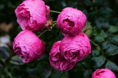 Nackt bis auf die Wurzeln