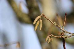 Haselnuss aufhübschen