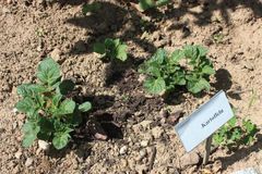 Frühkartoffeln vorkeimen lassen