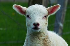 'Barthel' läutet für Schäfer Ende des Sommers ein.