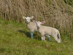 Schäfchen zählen bringt nichts?