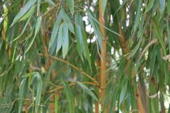 Teilung und Neuanpflanzung