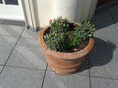 Ein guter Tag zum Auswintern