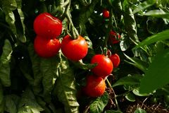 Donnerstag ist Tomatentag