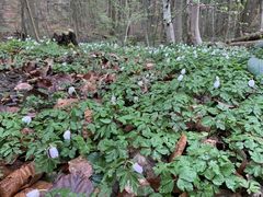 Bl&uuml;tenteppich im Fr&uuml;hlingswald