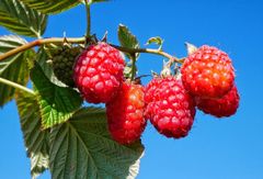 Struppige Himbeeren?