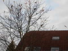 Ach du grüne Neune!