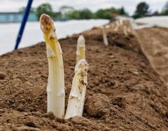 Der Spargel kommt wahrscheinlich früher!