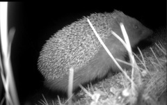 Tradition mit Risiko