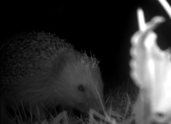 Igel im Spätsommer: Fettreserven gegen den Klimawandel